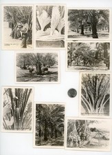 (9) Vintage 1940's Frasher's Souvenir photo lot / Planting & Harvesting DATES picture