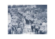 1918 WWI Camp Devens MA Cavalry Remount Depot Horses US Army Glass Negative OOAK picture