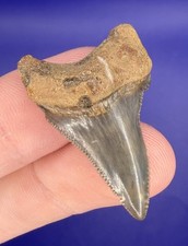 Deformed Pathological Angustiden Shark Tooth Fossil 1.35” Megalodon Ancestor) picture