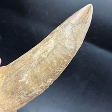 T Rex Cousin -  HUGE Charcharodontosaurus DINOSAUR TOOTH FOSSIL 3.84” REAL picture