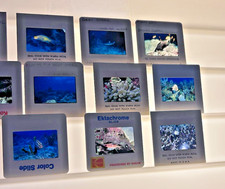 Vintage Kodak Kodachrome 480+ Film Slides Developed Photos Tropical Fish Ocean picture