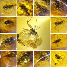 Exquisite Dominican Amber Collection with Rare Fossil Inclusions picture