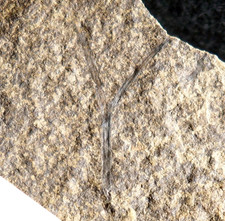 Museum quality very big Cooksonia oldest vascular Silurian fossil  land plant  picture