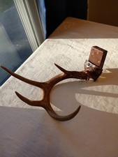 Whitetail Deer Antler 4 point 10