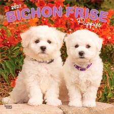 BrownTrout,  Bichon Frise Puppies 2027 Wall Calendar picture