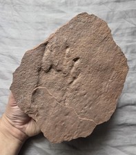 Super Rare Dimetrodon Reptile Footprint Fossil Track Dinosaur  picture