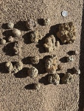 Rare Old Stock 1990's Botryoidal Pyrite over Galena, West Fork Mine, Missouri ? picture
