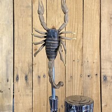 Scorpion Beer Tap Handle For Kegerator Scary Halloween Bug Desert Insect picture