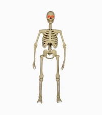 7-ft Ultra Posable Skeleton Halloween Decoration picture