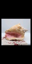 Large Queen Conch Shell 11''x 8.5'' picture
