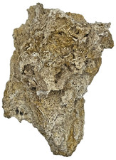 Medium Unidentified Fossil Specimen | RARE 3D Soft-Body Geometry | SEE VIDEO picture