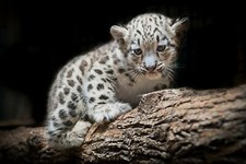Cleveland Zoo Baby Snow Leopard 4x6 Picture Celebrity Print picture