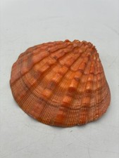 Beautiful~Large~5.25 Inch~Lion's Paw Shell~Scallop Shell~Natural Seashell~Purple picture