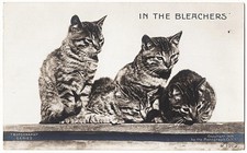 real photo Cat Cats ' In The Bleachers 