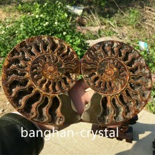 2pc Natural ammonite fossil conch Crystal specimen healing Home decoration+stand picture