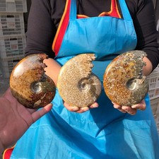 3.41LB 3pcs Natural Horn Screw Fossil Ammonite Conch Crystal Specimen Healing picture