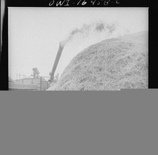 Photo:Jackson Michigan 1900s Threshing Machine Throwing Chaff Farm Scene picture