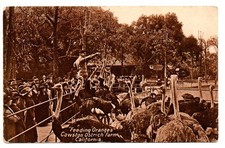 Vintage Postcard Feeding Oranges Cawston Ostrich Farm CA Neuner Co Unposted picture