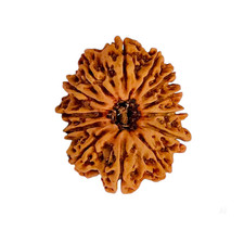 Natural 21 Mukhi Rudraksha Nepal Certified Rare 21 Face Healing Bead picture