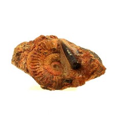 Stones And Minerals. Fossil GRAMMOCERAS PENESTRIATULUM + BELEMNITE. 1567.0 Ct. picture