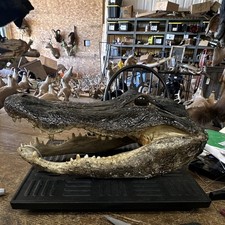 Large 15” Long Alligator Head With All Teeth #1182 picture