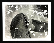 1992 Miami Sea World Orphaned Baby Manatee Nursing Adopted By Kasha Press Photo picture