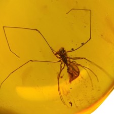 ASSASSIN SPIDER in Burmese / Burmite amber fossil / 100% genuine picture