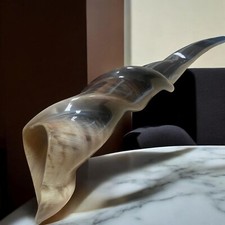 Huge Eland Big Size Horn Shofar New Polished 20
