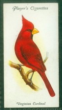 Bird Card, 041, 1933, Player, Aviary & Cage Birds, Virginian Cardinal picture