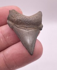 Deformed Pathological Angustiden Shark Tooth Fossil 1.49” (Megalodon Ancestor) picture