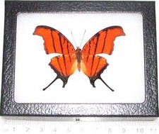 Marpesia petreus REAL FRAMED BUTTERFLY RED ORANGE DAGGERWING PERU picture