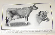1911 VAN PELT'S COW DEMONSTRATION BOOK 1st EDITION ILLUSTRATED 5 ESSENTIALS picture