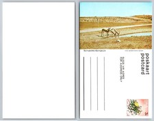 Vintage SWA Springbok Antelope Postcard Namibia Wildlife Satour Photo picture