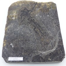 Discosauriscus pulcherrimus Fossil Amphibian  Lower Permian Czech Republic picture