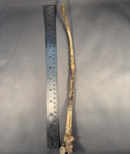 Rare Dimetrodon Milleri Spine picture