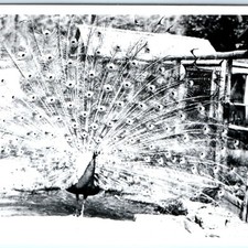 c1950s Klamath Falls, OR Moore Park Peacock Display RPPC Real Photo Postcard picture