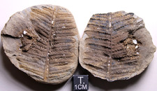 Gorgeous Mazon Creek Crenulopteris acadica Fern Fossil Carboniferous Illinois picture