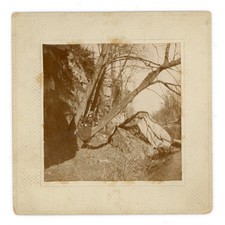 Photograph of Woman in Tree at Vermillion River - Early 1900s Hastings Minnesota picture
