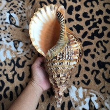 33cm | Triton Charonia Trumpet Nice Vietnam Seashell picture