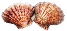 2 Large Lions Paw Scallop Shell (5