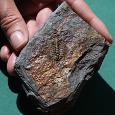 Extremely Rare Trilobite Fossil Kettneraspis aracana Bolivia Silurian picture