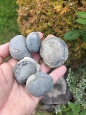 5 x SMALL -MEDIUM SPLIT YOURSELF AMMONITE  NODULES  YORKSHIRE  UK  FOSSILs b picture