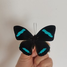 2 Pcs Blue-banded Duckbill Butterfly Specimens 6cm Spread Cotton-packed Decor Gi picture