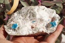 Very Rare Deep Blue Natural Cavansite Blossoms/Cavensite Crystal On Matrix 290g picture