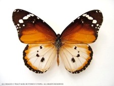 Danaus chrysippus monarch butterfly - Unspread, wing closed, dried papered picture