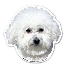 Bichon Frises Magnet picture