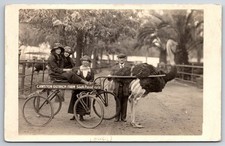 Vintage Cawston Ostrich Farm South Pasadena CA Photo Postcard picture