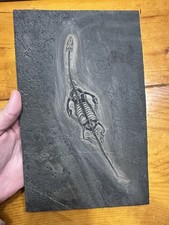 Large 100% Natural Keichousaurus Fossil Personally Prepped Fossil Keichousaurus picture