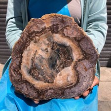 5.5LB Large Natural Petrified Wood Crystal Fossil Slice Shape Specimen Healing picture