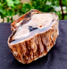 1 Lb 2.5 Oz Natural Rare Opalized Mirror Polished Petrified Wood Uv Reactive picture